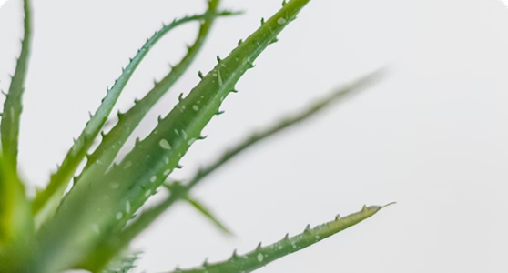 Aloe Vera